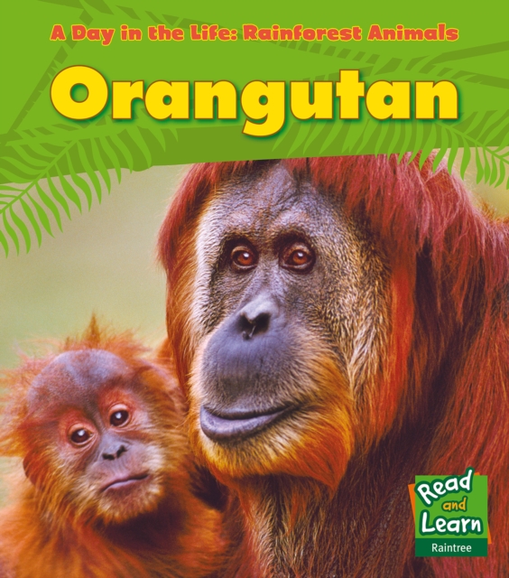 Orangutan