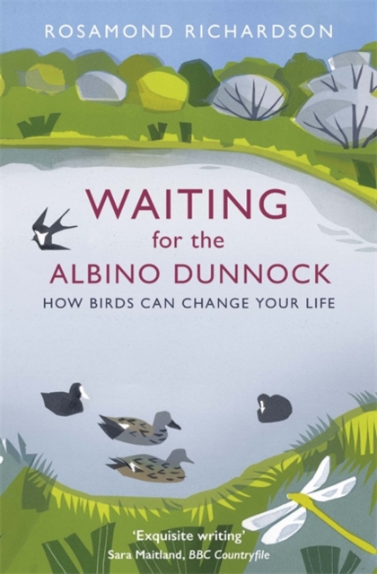 Waiting for the Albino Dunnock