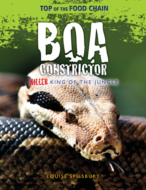 Boa Constrictor