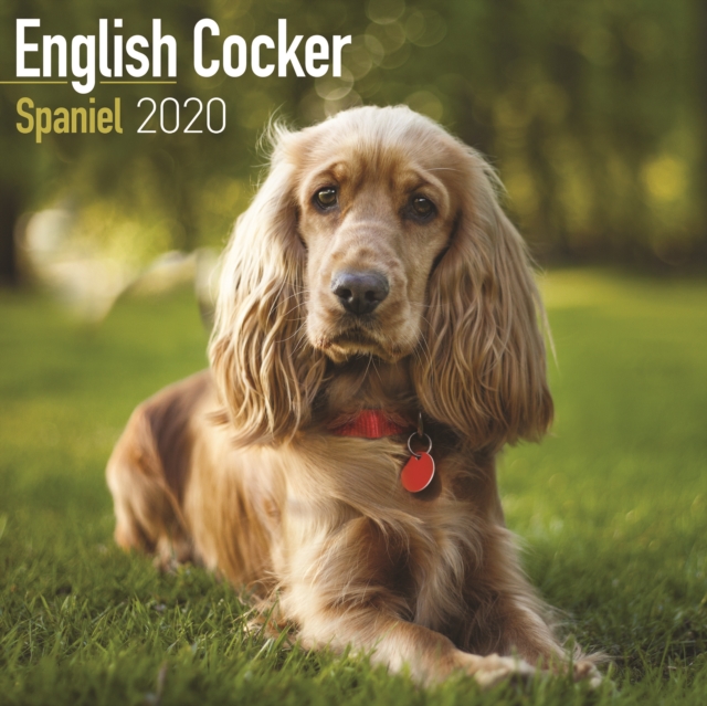 English Cocker Spaniel Calendar 2020