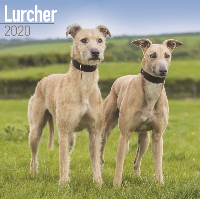 Lurcher Calendar 2020