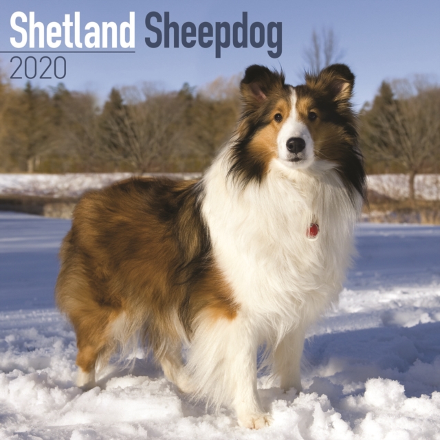 Shetland Sheepdog Calendar 2020