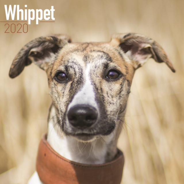 Whippet Calendar 2020