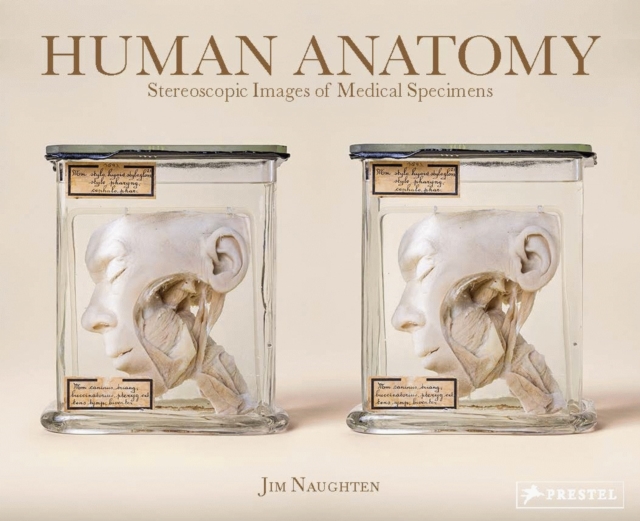 Human Anatomy