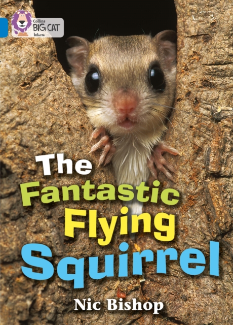 Fantastic Flying Squirrel