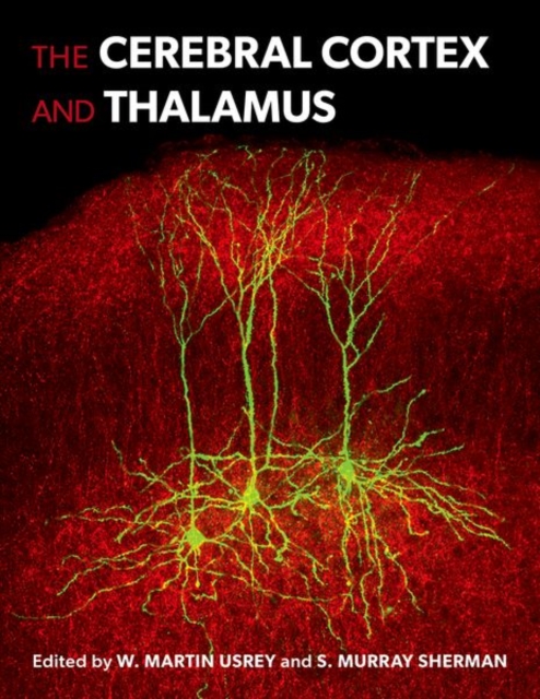 Cerebral Cortex and Thalamus