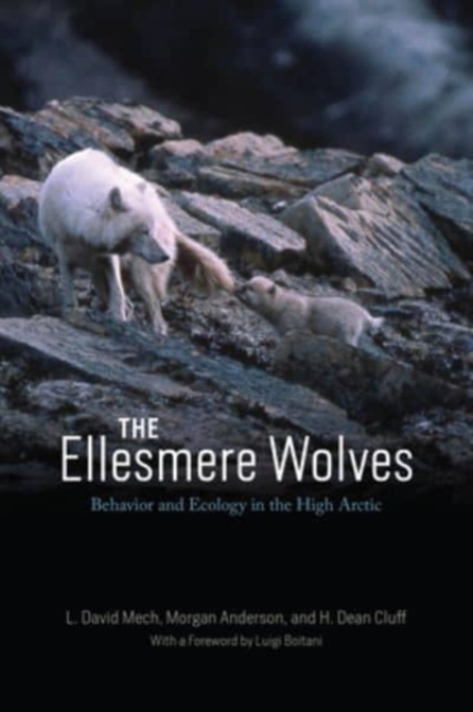 Ellesmere Wolves