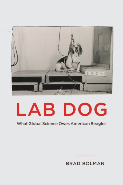 Lab Dog