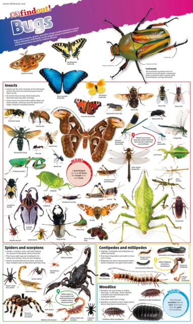 DKfindout! Bugs Poster