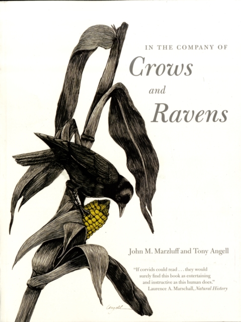 In the Company of Crows and Ravens