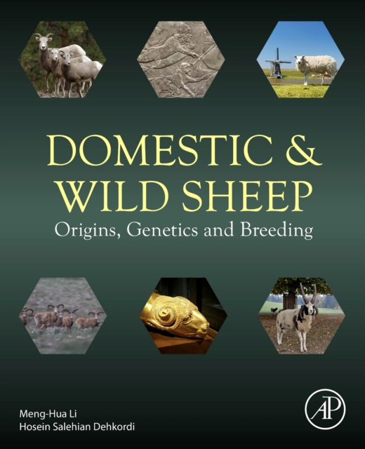 Domestic and Wild Sheep