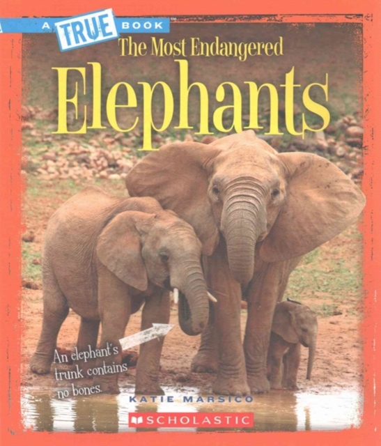 Elephants (A True Book: The Most Endangered)