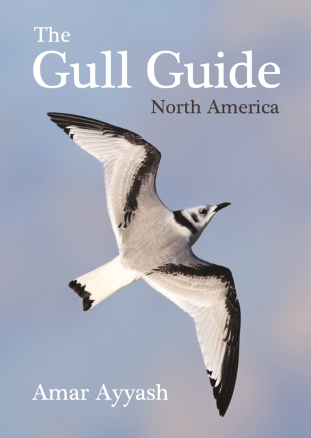 Gull Guide