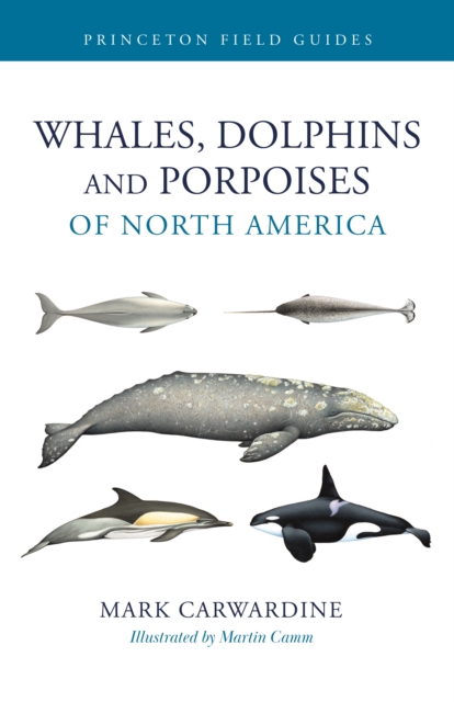 Whales, Dolphins, and Porpoises of North America