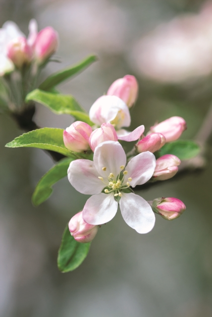 Memo Block - Apple Blossom