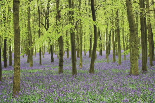 Memo Block - Bluebells