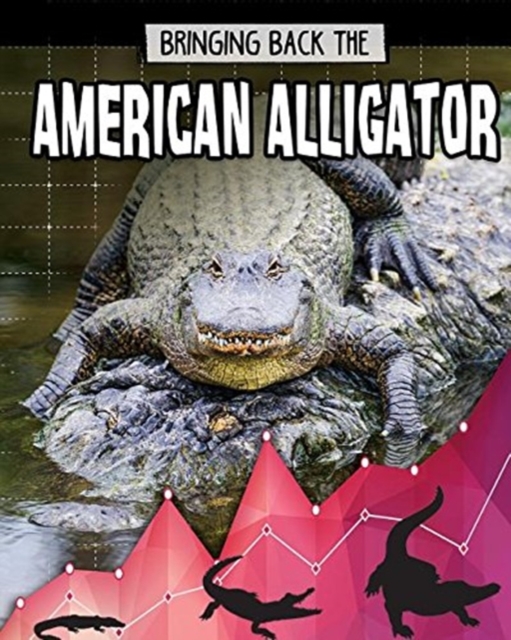 American Alligator