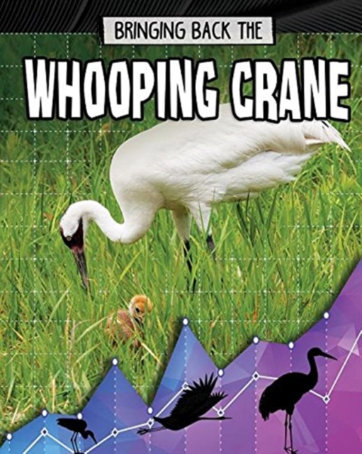 Bringing Back the Whooping Crane