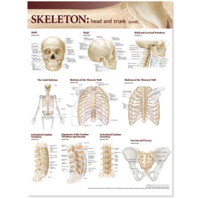 Lippincott Williams & Wilkins Atlas of Anatomy Skeletal System Chart: Head and Trunk