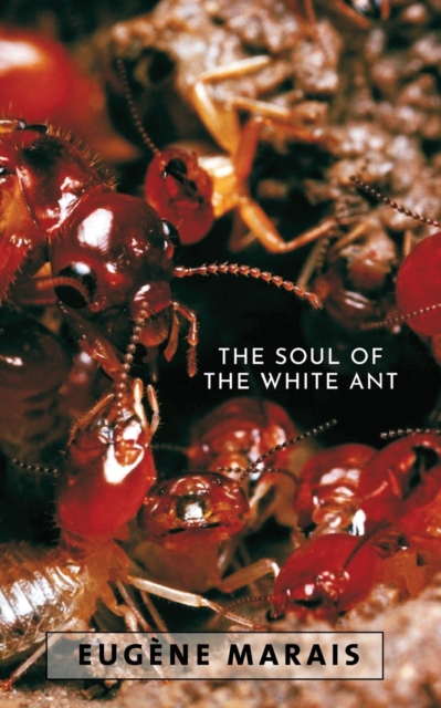 Soul of the White Ant