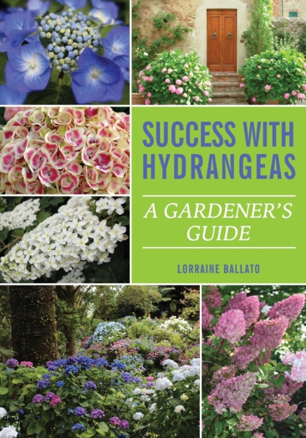 Success With Hydrangeas