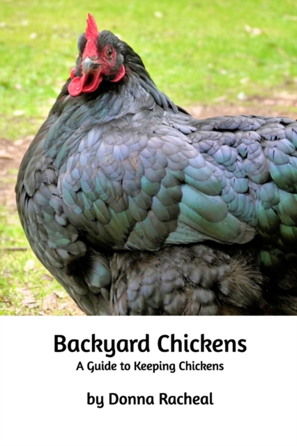 Backyard Chickens