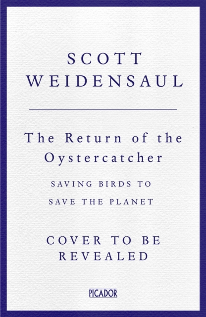 Return of the Oystercatcher