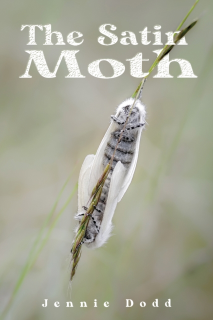 Satin Moth