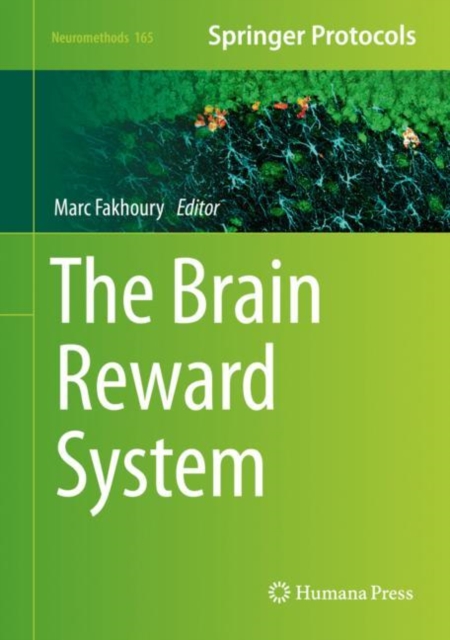 Brain Reward System