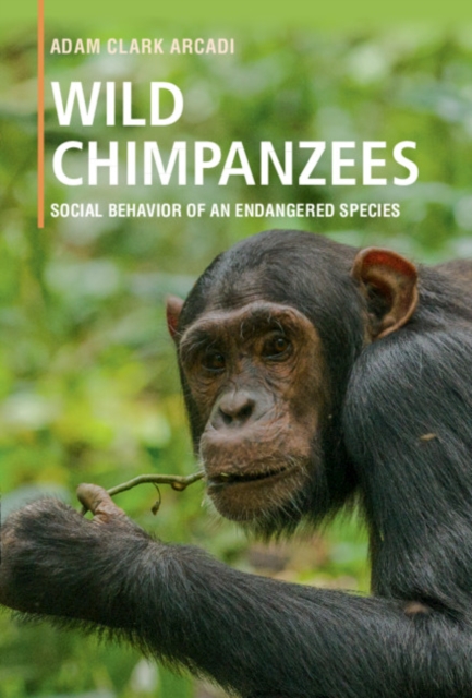 Wild Chimpanzees