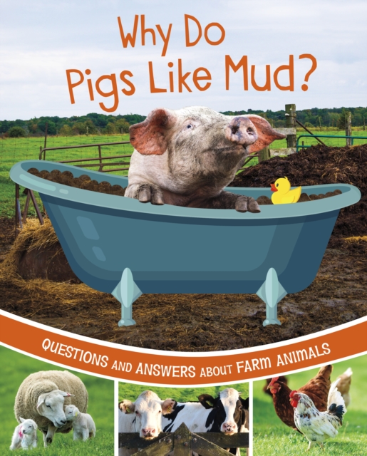 Why Do Pigs Like Mud?