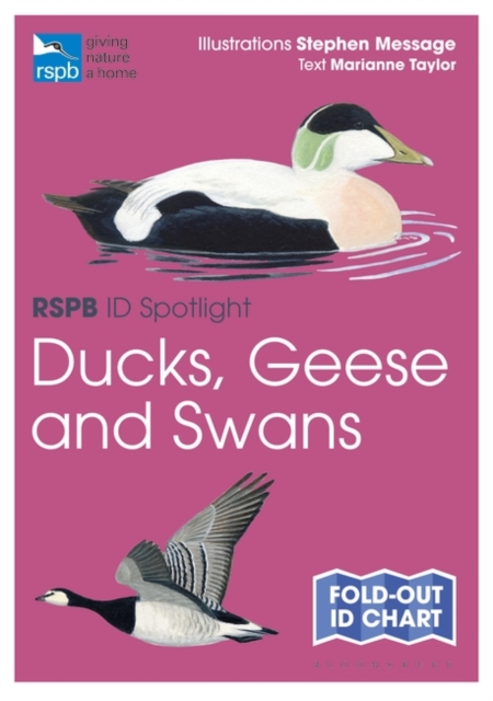 RSPB ID Spotlight - Ducks, Geese and Swans