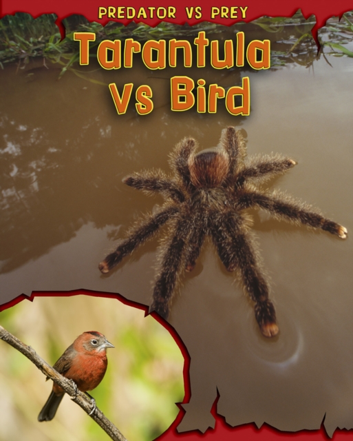Tarantula vs Bird