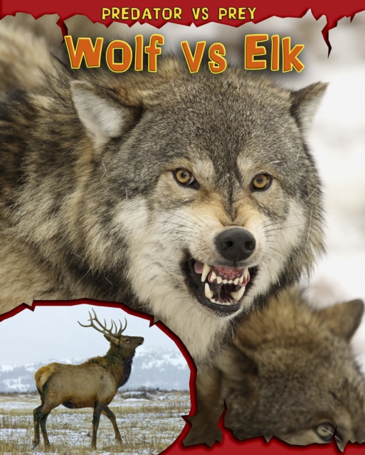 Wolf vs Elk