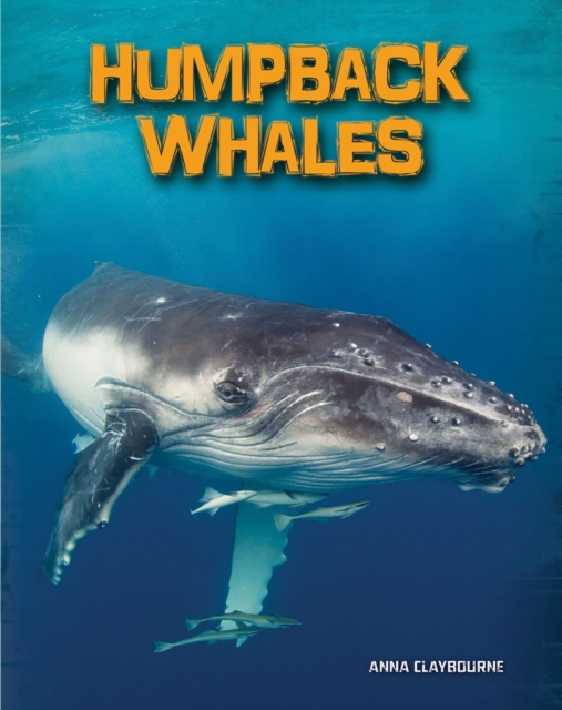 Humpback Whales