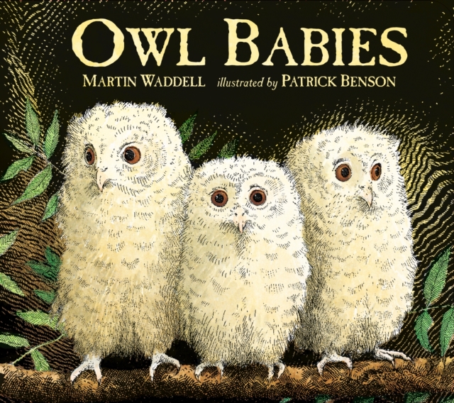 Owl Babies