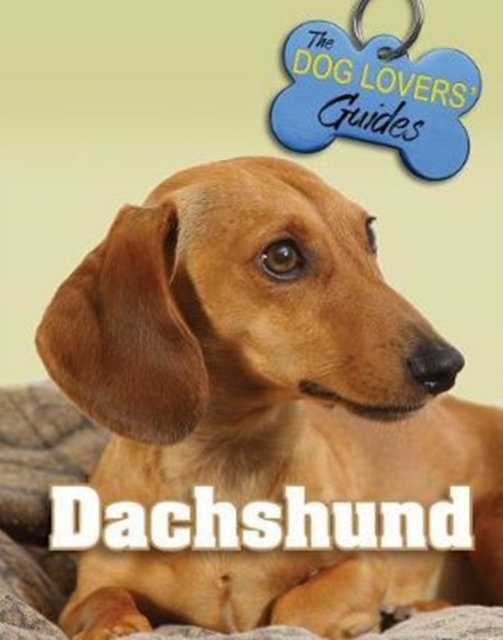 Dachshund