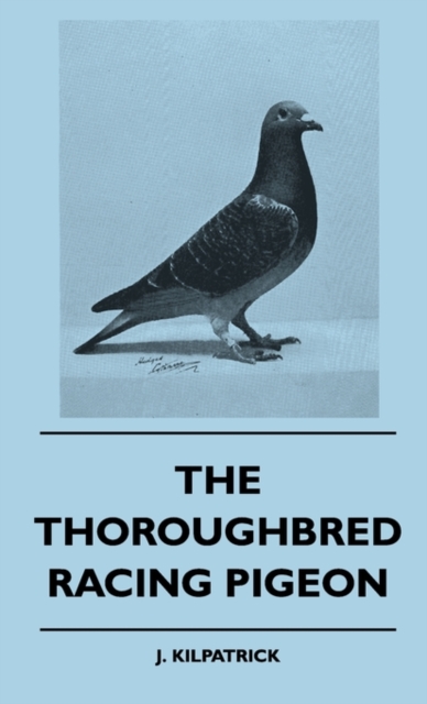 Thoroughbred Racing Pigeon