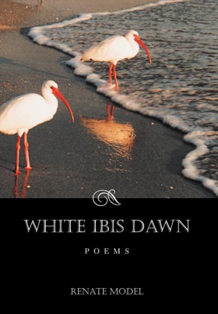 White Ibis Dawn