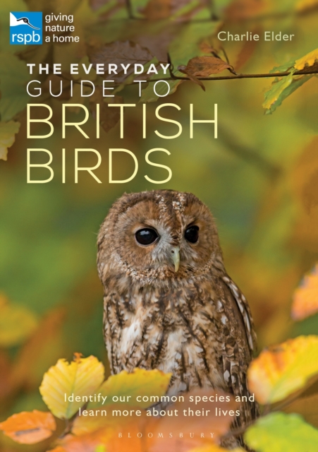 Everyday Guide to British Birds
