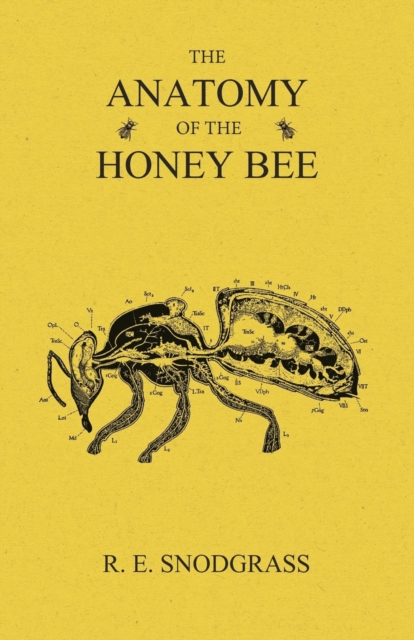 Anatomy of the Honey Bee