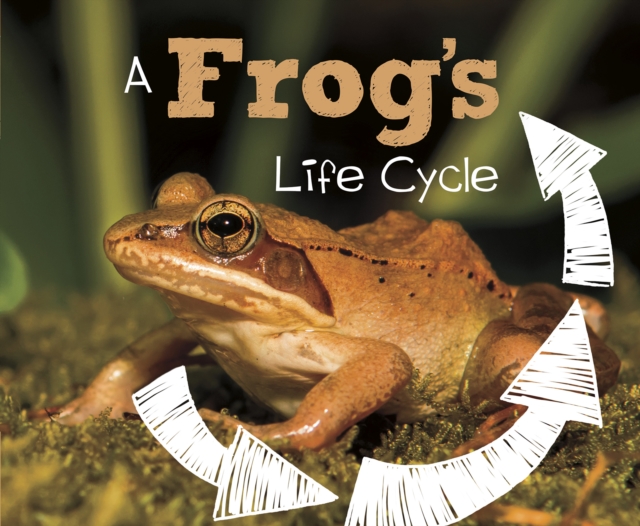 Frog's Life Cycle