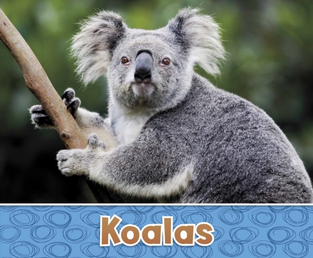 Koalas