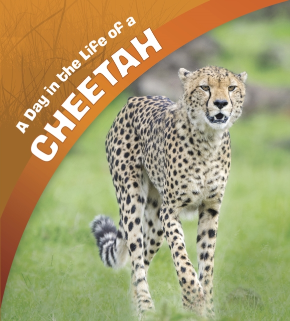 Day in the Life of a Cheetah