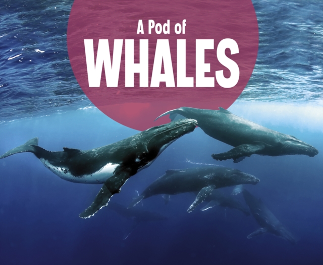 Pod of Whales