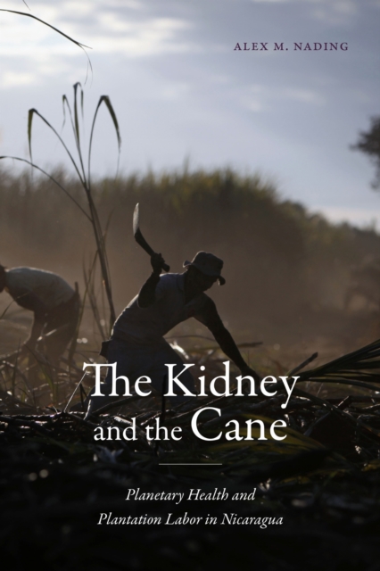 The Kidney and the Cane