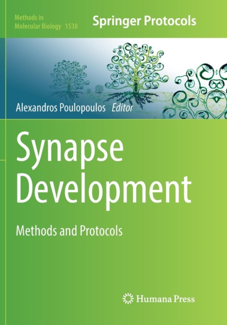 Synapse Development