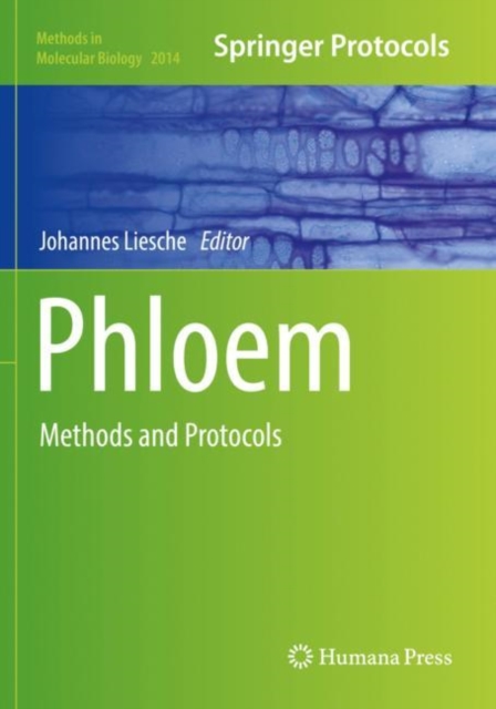 Phloem