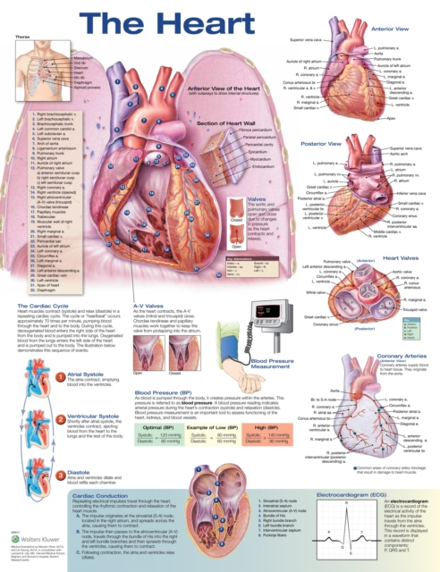 Heart Anatomical Chart