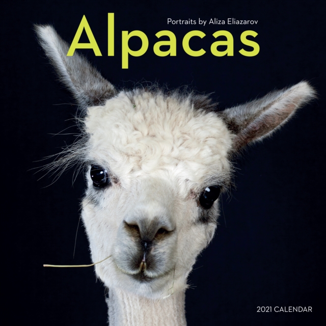 2021 Alpacas Wall Calendar